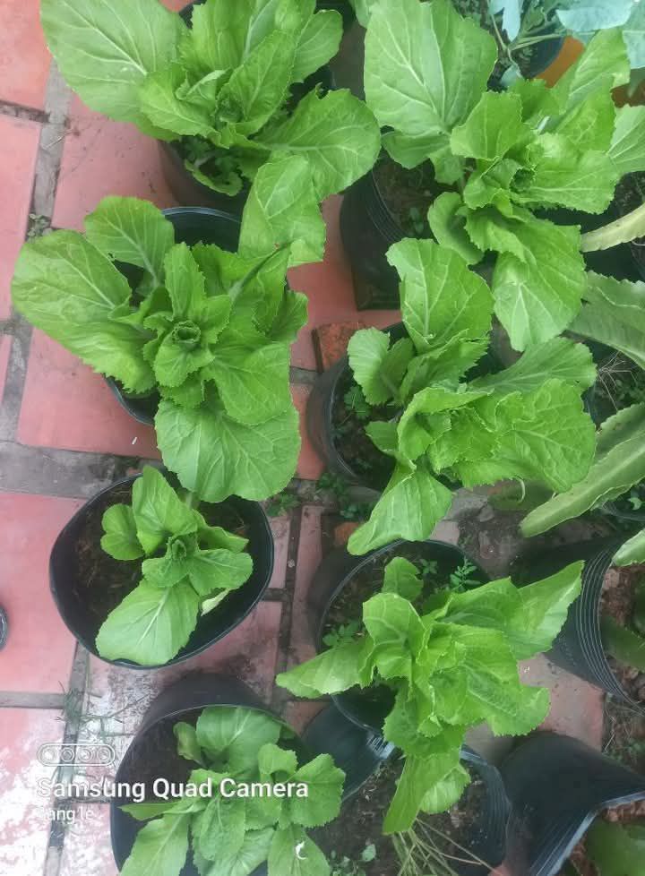 Đất thổ cư mặt tiền đường số 1, Thốt Nốt, 110m² - Sổ hồng chính chủ, giá thỏa thuận!