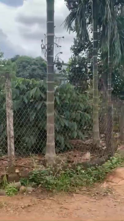 Đất Hòa An, Krông Pắc 463.2m² giá 1 tỷ - Đầu tư sinh lời ngay!