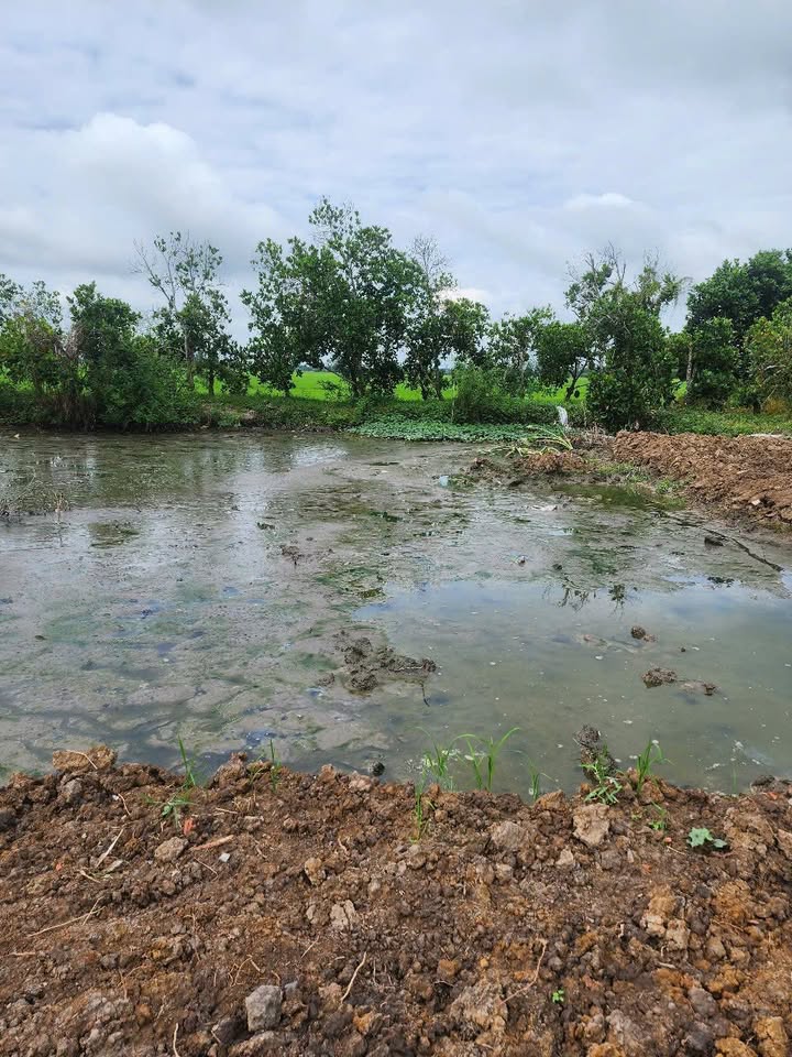 Đất cây lâu năm kết hợp đất lúa xã Mỹ Đông 3000m² - Giá thỏa thuận hấp dẫn!