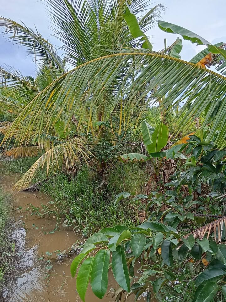 Bán vườn đẹp 4200m² Ấp An Phú, Thị Trấn Kế Sách - Cơ hội đầu tư sinh lời!