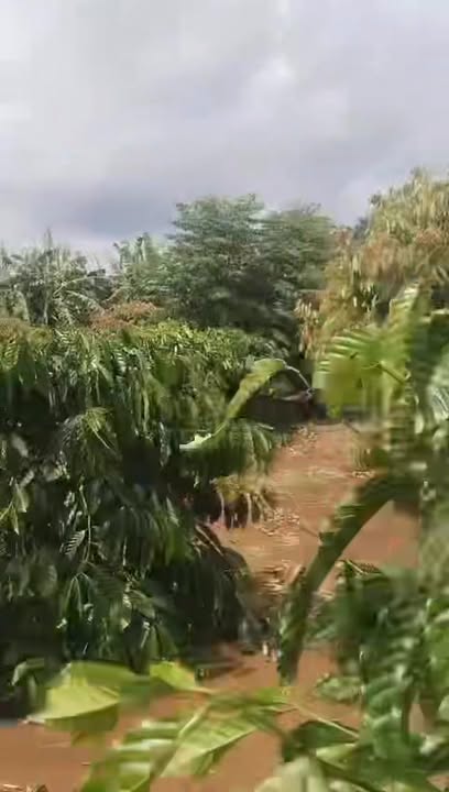 Đất ở Phú Xuân, Krông Năng 1500m² giá 1.5 tỷ - Đất đỏ đẹp, đã trồng cây