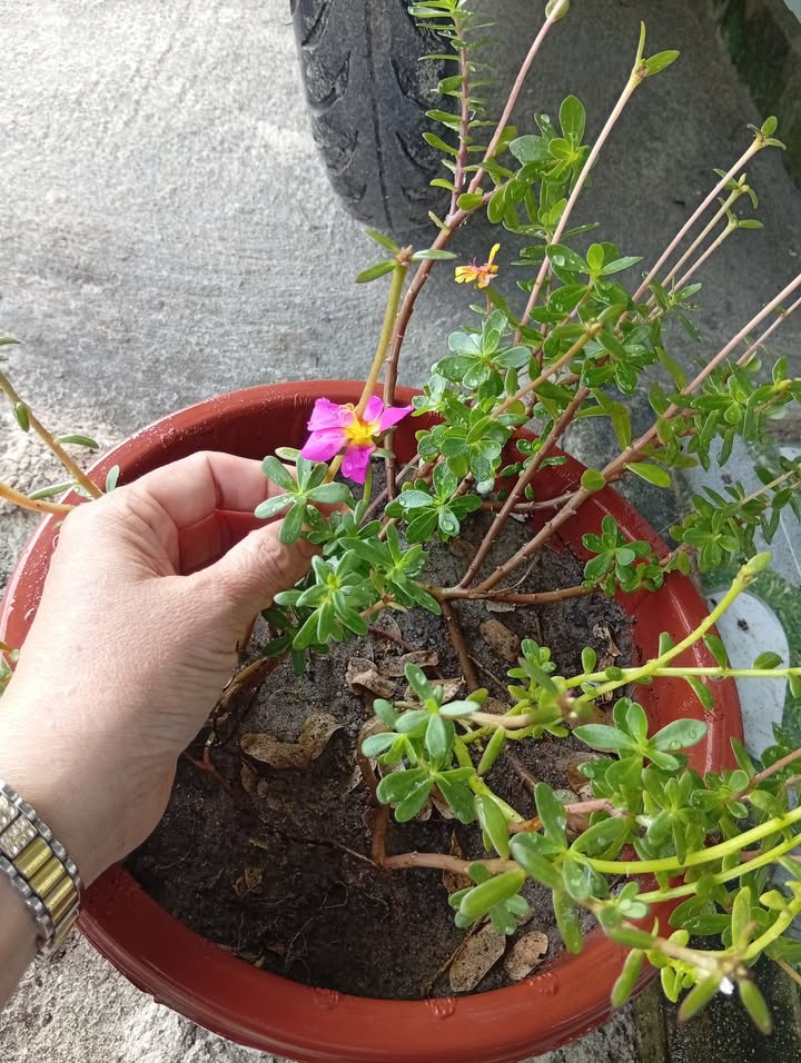 Đất nền Thăng Bình 2500m² giá chỉ 5 tỷ - View biển tuyệt đẹp!