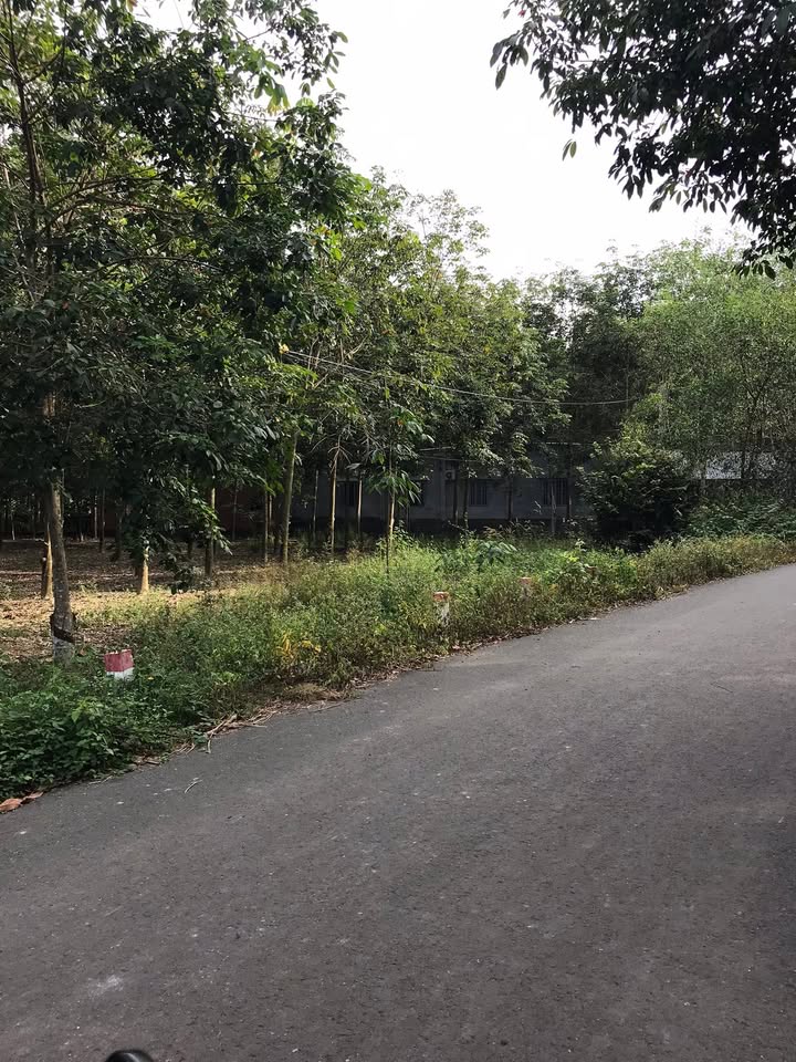 Đất nền Dầu Tiếng 2,7ha, mặt tiền 54m - Cơ hội đầu tư tuyệt vời!