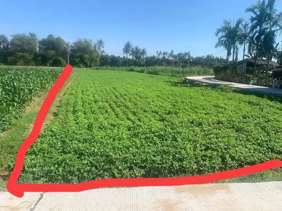 Đất nền Nghĩa Hành 1000m² giá chỉ 200 triệu - Cơ hội vàng đầu tư!