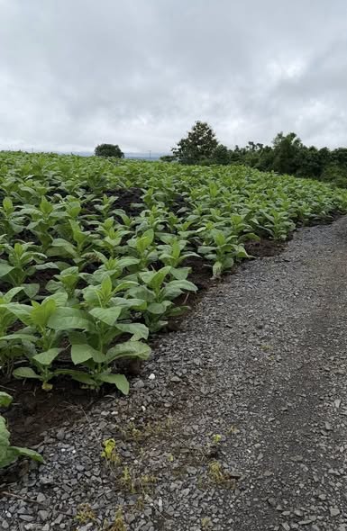 Đất nền 1 sào xã Phú Lợi, Định Quán, Đồng Nai - Giá chỉ 599 triệu