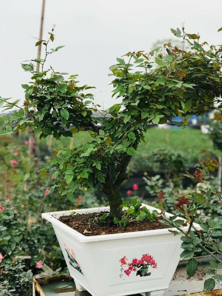 Đất nền Đông Yên Yên Phong 115m² giá 3 tỷ - View hồ đẹp, sổ đỏ chính chủ!