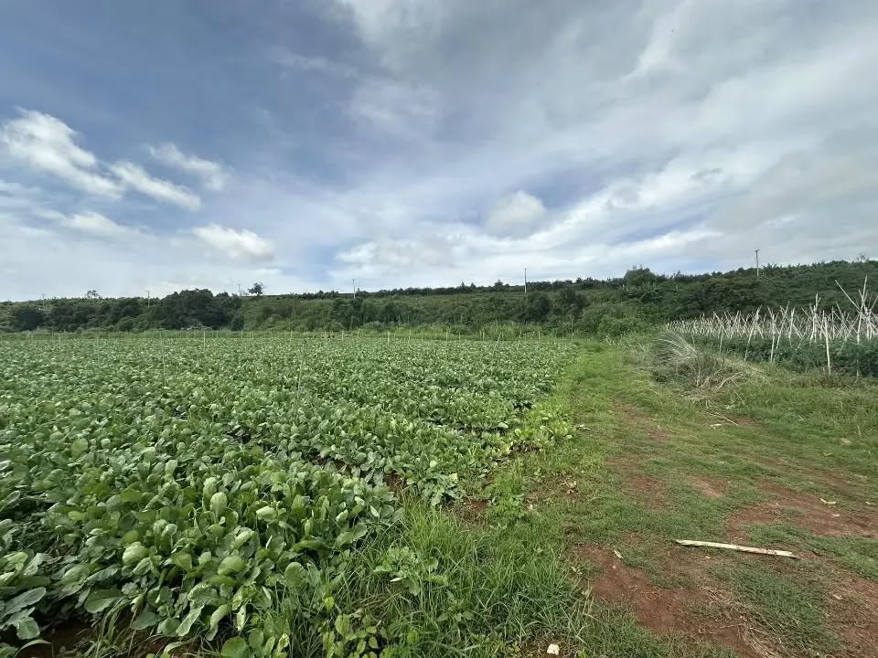 Đất nền Hiệp Thạnh, Lâm Đồng 1300m² giá 2 tỷ - Cơ hội đầu tư tuyệt vời!