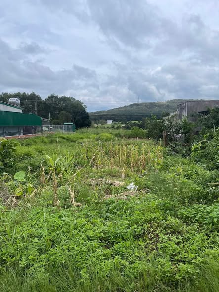 Đất mặt tiền Quốc Lộ 14, xã Eahleo, 270m² giá 1.39 tỷ - Cơ hội đầu tư hấp dẫn!