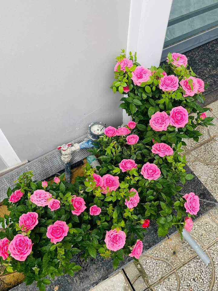 Nhà mặt tiền phường Tân Ninh, 84m² giá 790 triệu - Sẵn sàng vào ở ngay!