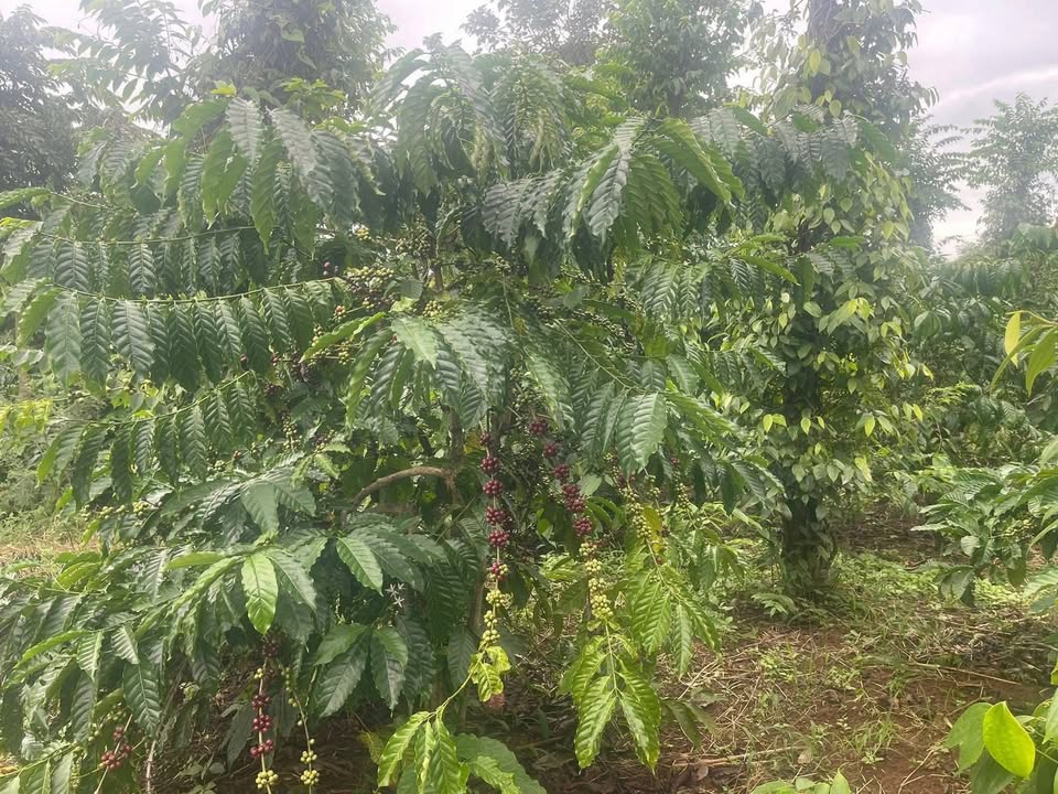 Đất 7 sào tại Ea Drông, Buôn Hồ giá 5.6 tỷ - Đường ô tô tận nơi!