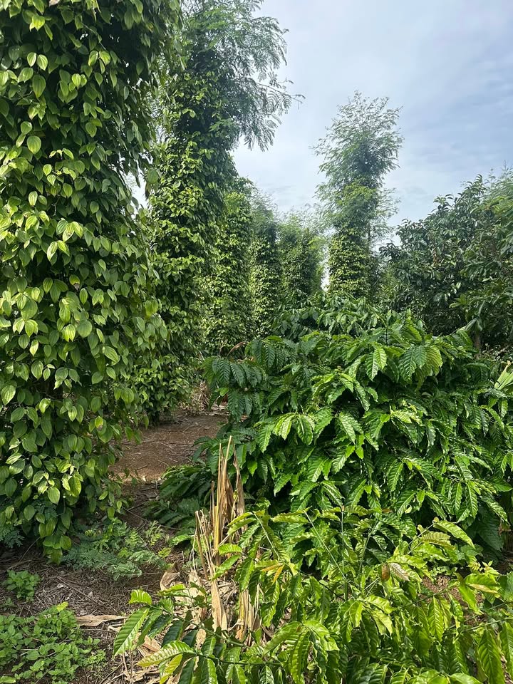 Lô đất Farm Cư Huê 5000m² giá 721.6 triệu - Đầu tư sinh lời ngay!