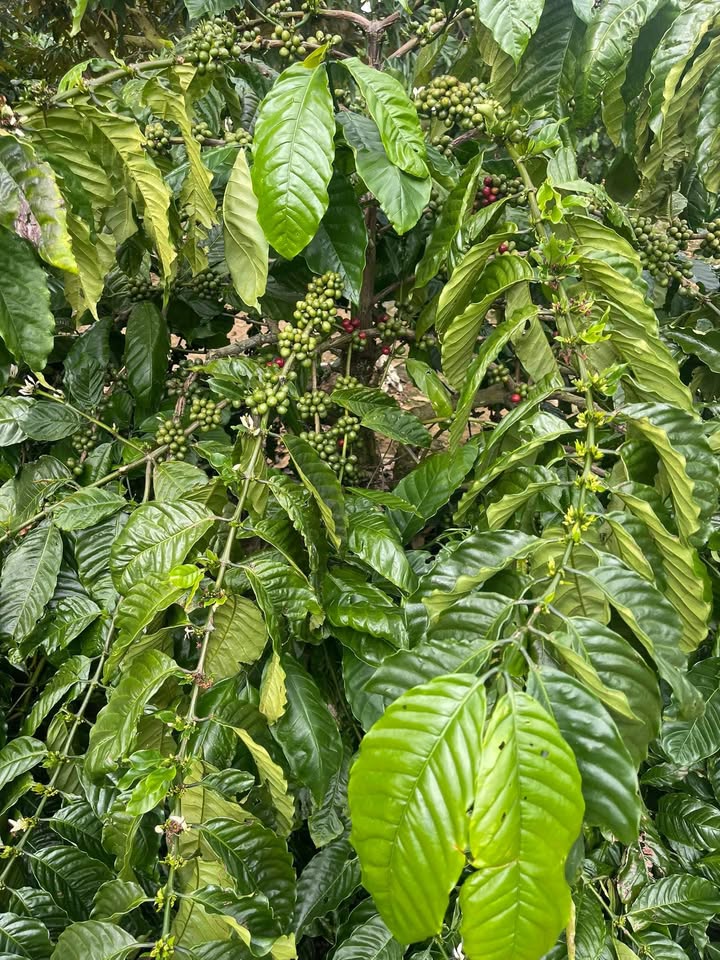 Farm đất trồng cây Ea Đar 1.3ha giá 3.2 tỷ - Đầu tư sinh lời bền vững!