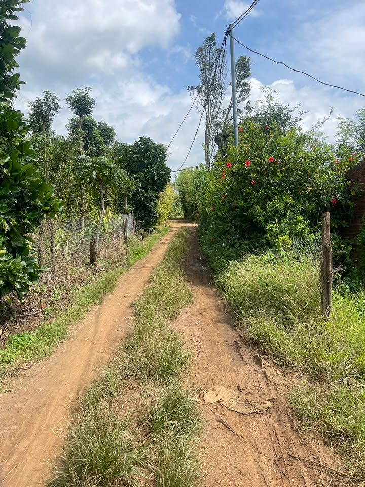 Farm Cư Huê 4800m² giá 1.25 tỷ - Chính chủ bán gấp