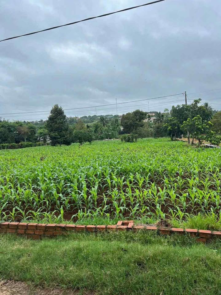 Đất nền Phú Xuân Krông Năng 400m² giá 240 triệu - Sổ đỏ chính chủ