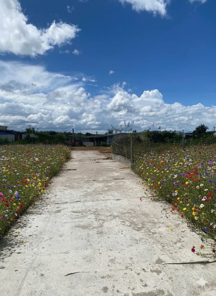 Đất thổ cư 420m² tại Thôn 6, Đăk Cấm chỉ 300 triệu - Cơ hội đầu tư hấp dẫn!