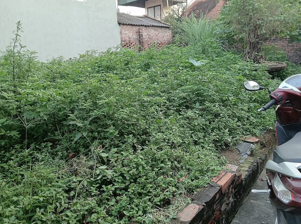 Đất nền Đức Thượng Hoài Đức 50m² giá thương lượng - Ô tô vào tận nơi!