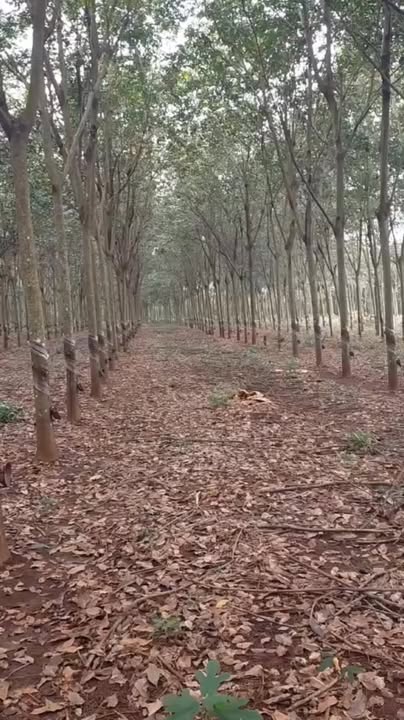 Farm 6,4 sào tại xã Bình Tân, Phú Riềng - Giá 1,57 tỷ, vị trí đẹp!