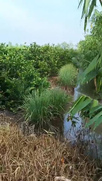 Đất nền tại ấp 2, xã Tân Hòa, Bến Lức, Long An 4502m² giá 3.5 tỷ - Cơ hội đầu tư hấp dẫn!