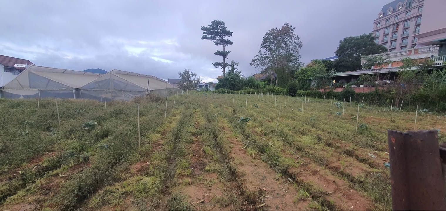 Đất nền Phan Chu Trinh, Đà Lạt 980m² giá 10 tỷ - Đầu tư sinh lời ngay!