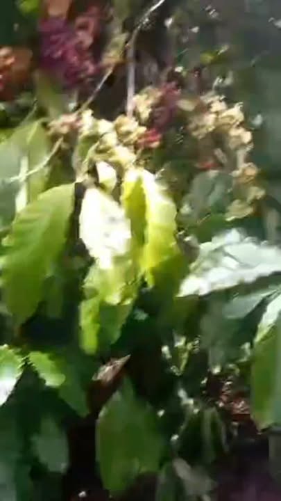 Đất nền thôn 3 Đinh Trang Thượng 8000m² giá 2.6 tỷ - Cơ hội đầu tư hấp dẫn!