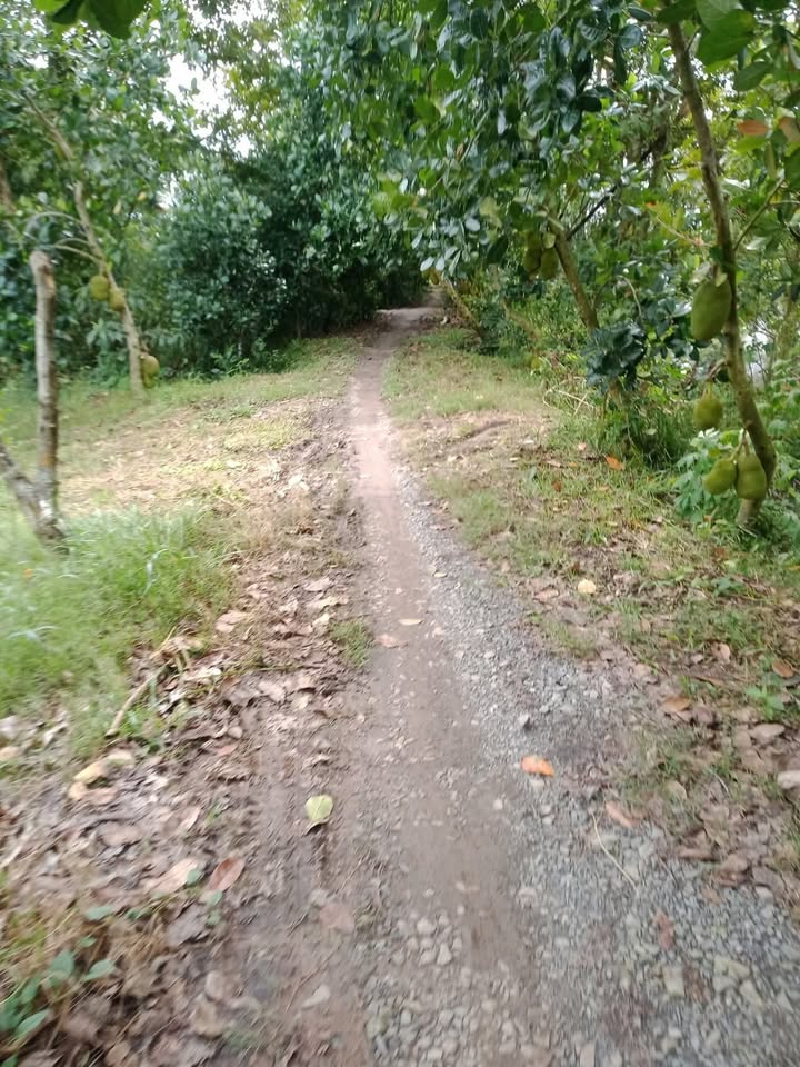 Đất trồng mít 2000m² xã Phú An, Cai Lậy chỉ 820 triệu - Cơ hội đầu tư hấp dẫn!