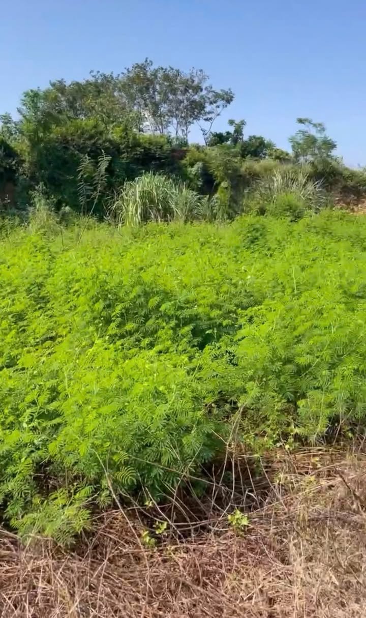 Đất nền Châu Phong, Quế Võ 521m² giá 2.5 tỷ - Hướng Đông, mặt tiền rộng!