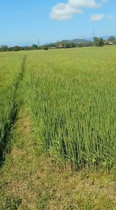 Đất nền Ninh An 967m² giá 400 triệu - Đường bê tông rộng rãi!