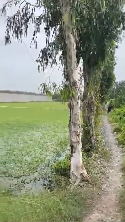 Đất mặt tiền đường Huỳnh Thị Ba, quận 12, diện tích 1920m² giá 11 tỷ - Tiềm năng kinh doanh lớn!