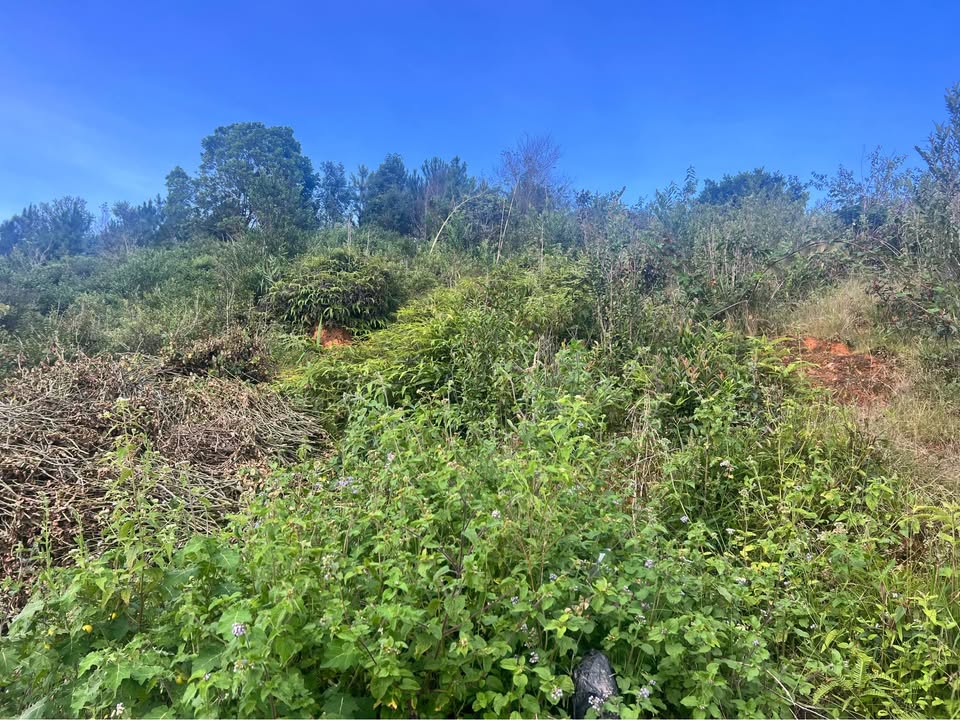 Đất nông nghiệp 1530m² tại Phường Lang Biang, Đà Lạt - Giá 2.9 tỷ, thương lượng!