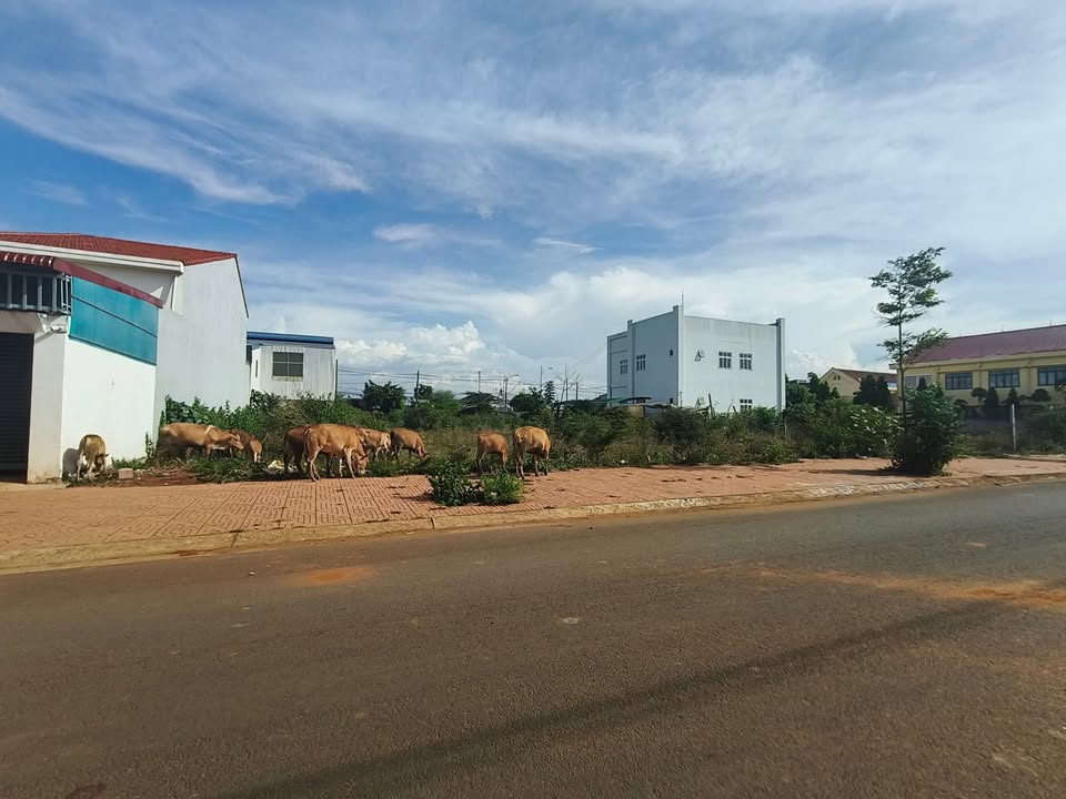 Đất đấu giá chợ Km19 Ea Knuếc 180m² giá 3 tỷ - Đầu tư sinh lời ngay!