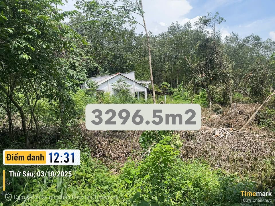 Đất An Nhơn Tây Củ Chi 3296.5m² giá 15 tỷ - Tiềm năng đầu tư lớn!