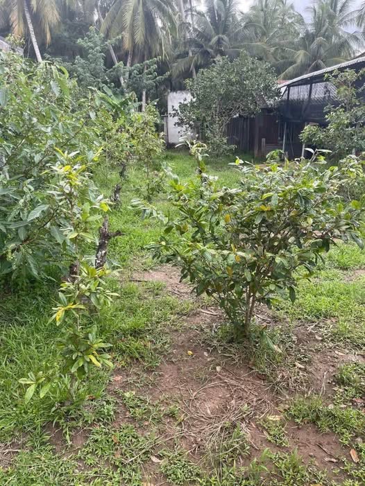 Đất nền xã Thanh Tân, huyện Mỏ Cày Bắc, 500m² giá 450 triệu - Sổ đỏ chính chủ