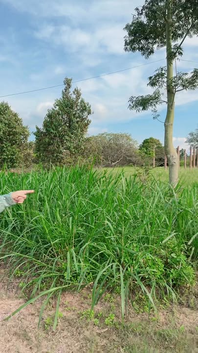 Farm đất vườn 1,1ha tại thôn 5, xã Cư Ni, giá 1 tỷ - Tiềm năng kinh doanh cao!