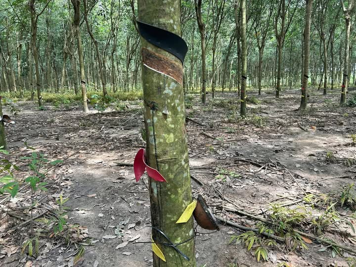 Đất nền Tân Hiệp, Tân Uyên 10.000m² giá 7.1 tỷ - Mặt tiền đường lớn, cơ hội đầu tư hấp dẫn!