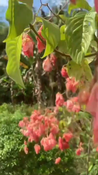 Farm nghỉ dưỡng Trường Thành 1260m² giá 1,5 tỷ - Cơ hội đầu tư tuyệt vời!