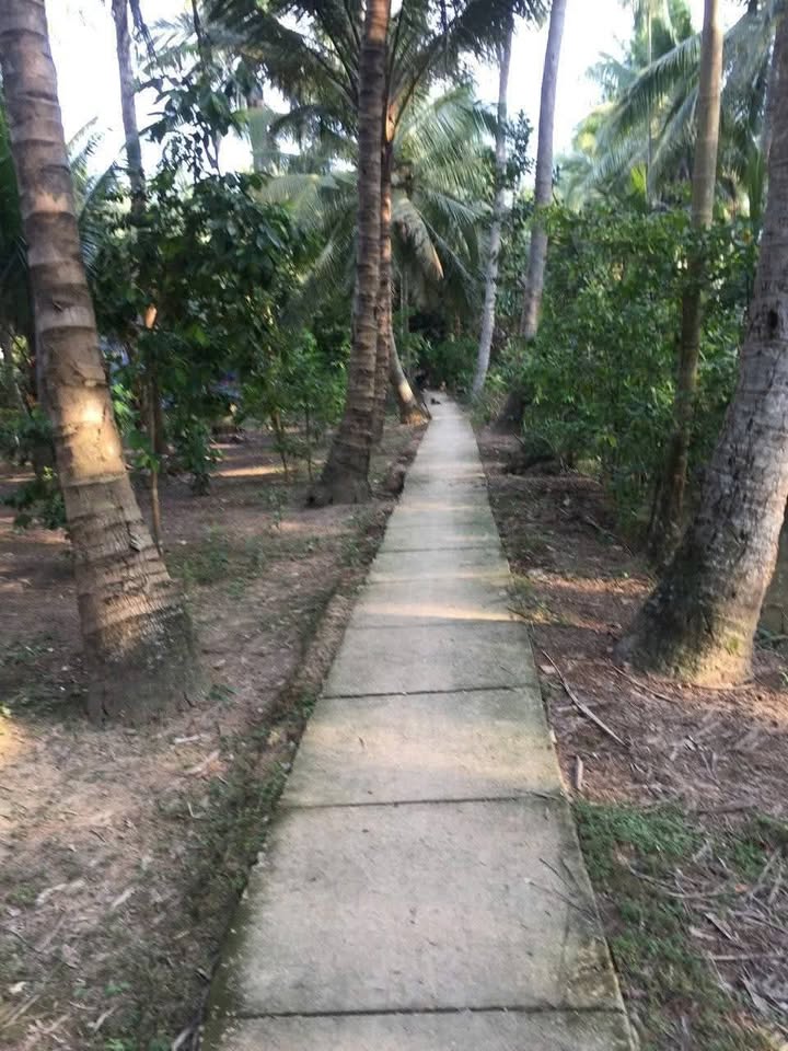 Đất vườn Tân Thành Bình, Mỏ Cày Bắc 4534m² giá 650 triệu - Đang thu hoạch dừa!