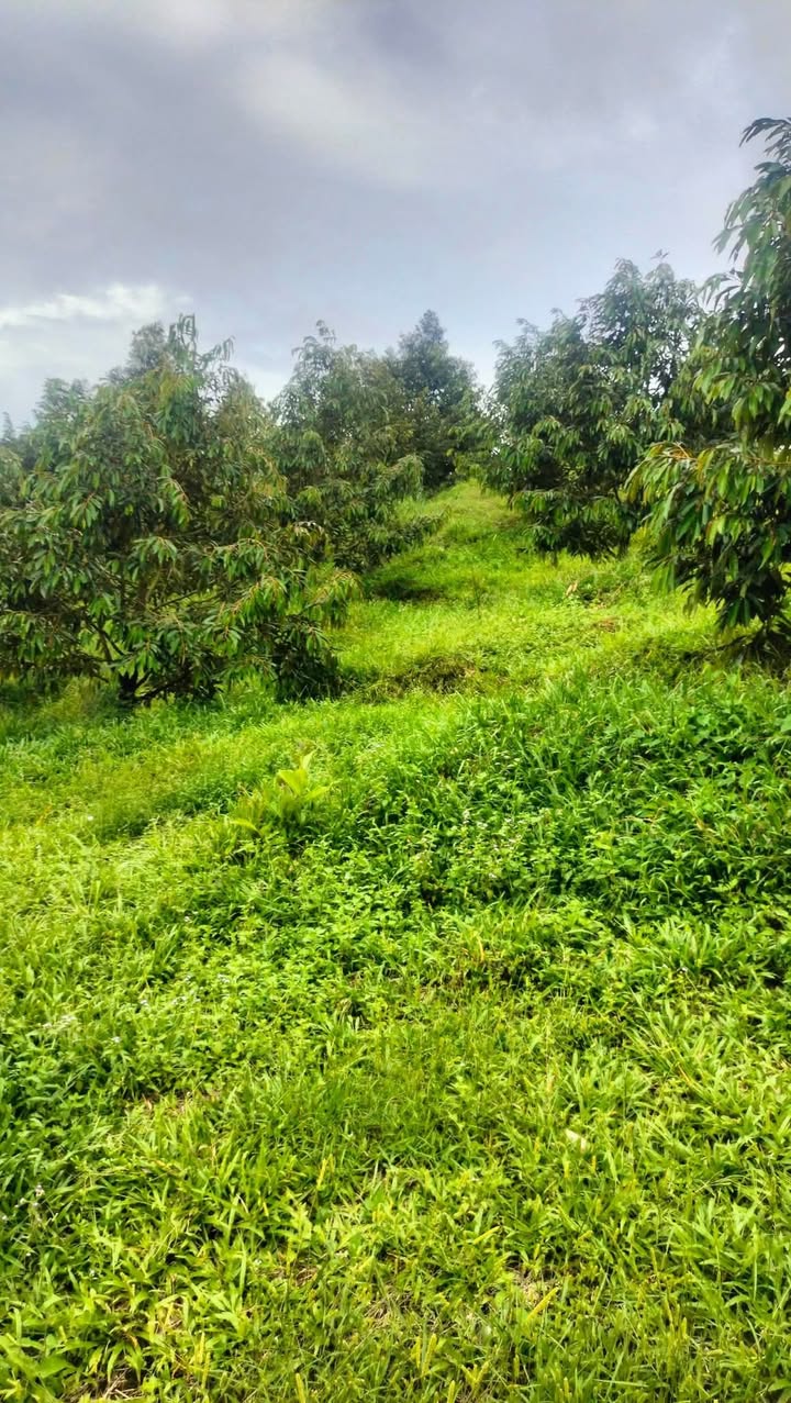 Lô sầu riêng 2ha tại Phước Lộc - Giá 5.2 tỷ, thương lượng ngay!