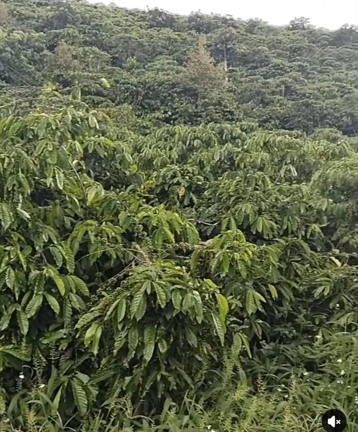 Đất nền 4.5 sào tại xã Hòa Bắc, Di Linh chỉ 1.6 tỷ - Đầu tư sinh lời ngay!