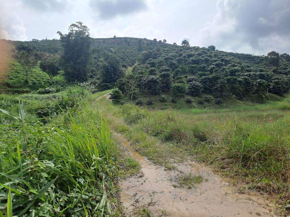 Đất nền Tân Hà, Lâm Hà 10.000m² giá 1.5 tỷ - Đầu tư sinh lời hấp dẫn!