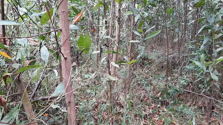 Đất thổ cư 2.600m² tại Đức Phổ, Cát Tiên, Lâm Đồng - Giá tốt, thương lượng với chính chủ!