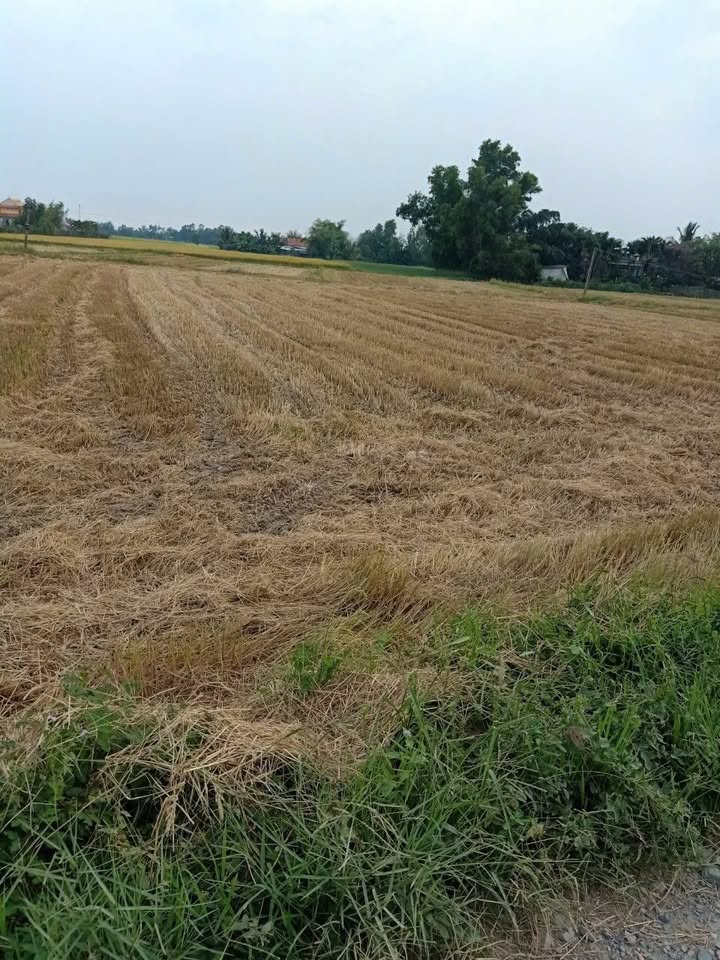 Đất thổ cư Ấp Gò Sao, xã Tân Phú, Đức Hòa 1818m² - Cơ hội đầu tư tuyệt vời!