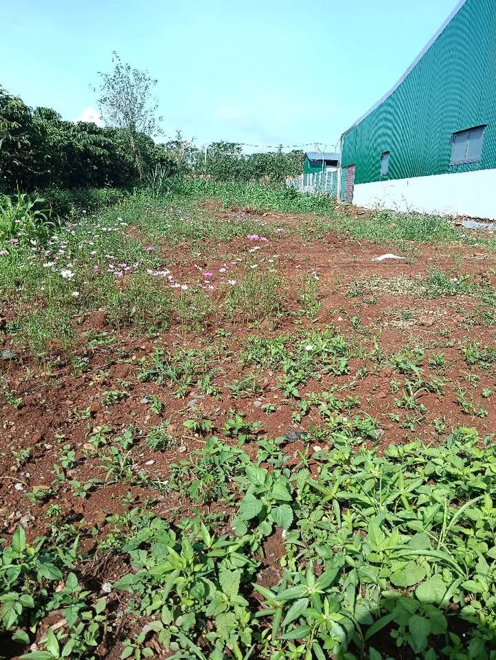 Đất nền Đinh Văn Lâm Hà 250m² giá 1 tỷ - Cơ hội đầu tư tuyệt vời!