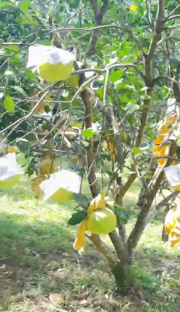 Farm 6ha tại xã Hà Linh, Hương Khê giá 4.55 tỷ - Trang trại đẹp, sẵn sàng ở ngay!