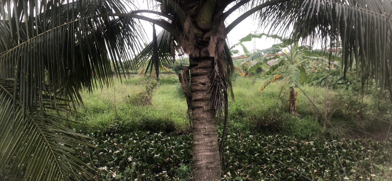 Đất chuyển đổi 10000m² tại Hà Kỳ, Tứ Kỳ chỉ 2 tỷ - Chính chủ bán gấp!