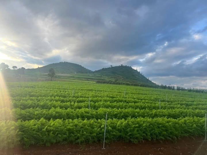 Đất nền Đức Trọng 2000m² giá 1.75 tỷ - Tiềm năng đầu tư lâu dài!