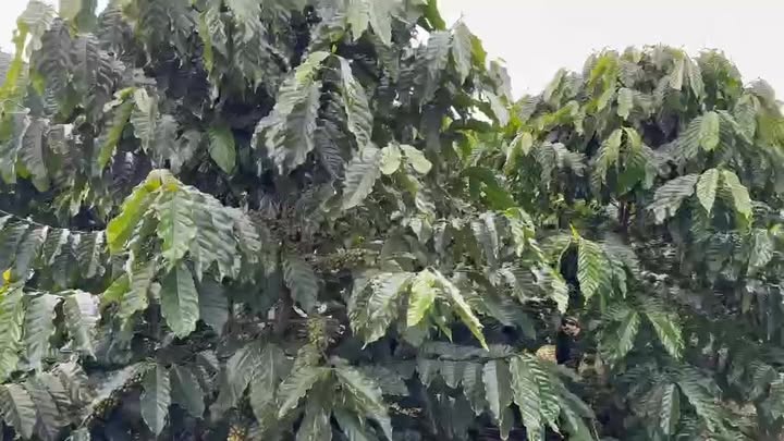 Đất thổ cư 1,2 hecta tại Tân Hà, Lâm Hà giá 10,5 tỷ - Cơ hội đầu tư hiếm có!