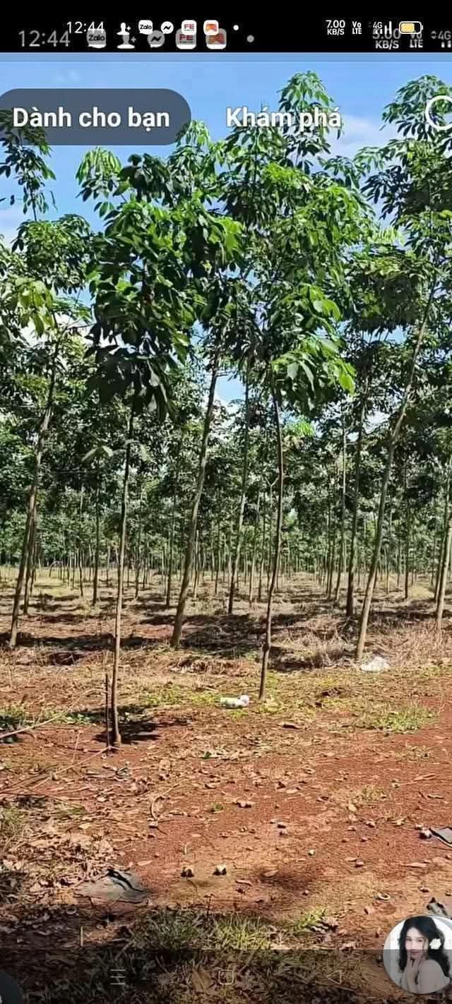 Farm 1,5ha tại Hưng Phước, Bù Đốp - Giá chỉ 1,25 tỷ, đầu tư sinh lời!