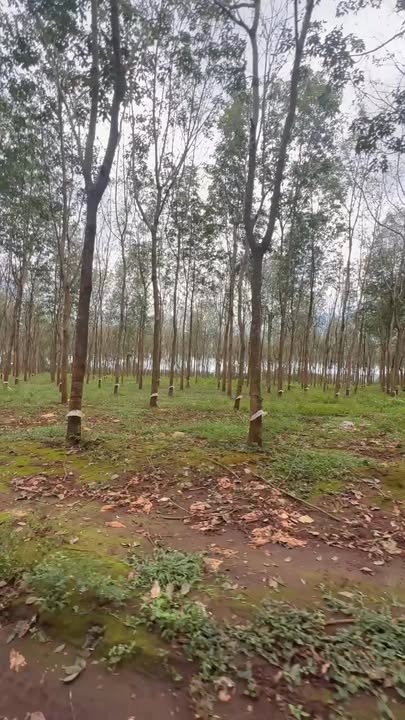 Đất rẫy cao su 11ha tại xã Ia Băng, Gia Lai - Đầu tư sinh lời ngay!