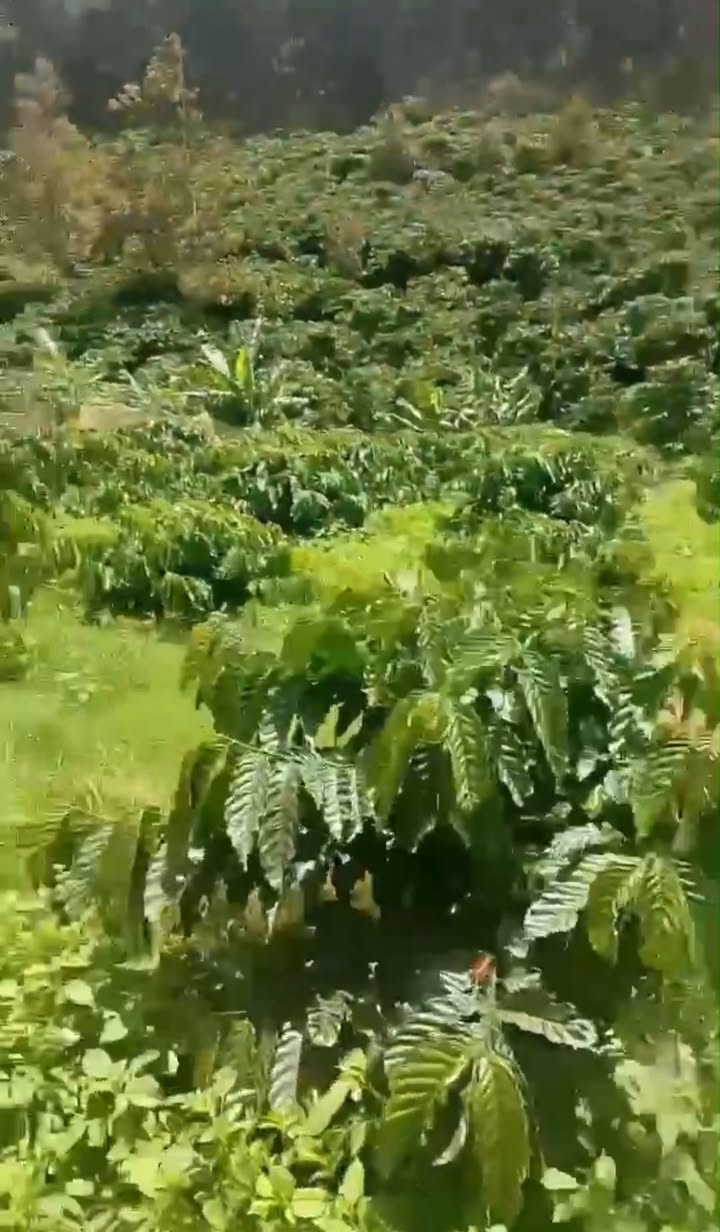 Đất nông nghiệp Ninh Loan 5000m² giá 2.4 tỷ - Đầu tư sinh lời tuyệt vời!