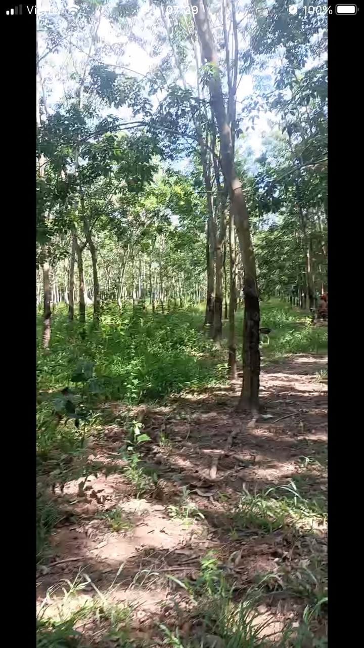 Đất 1ha Tân Phước, Đồng Phú - Giá 1.5 tỷ, Sổ đỏ chính chủ